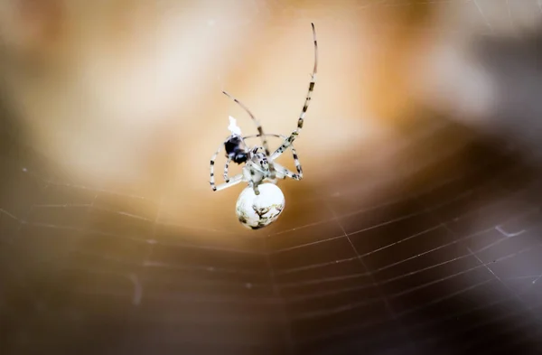 Korkunç Örümcek Korkunç Böcek — Stok fotoğraf