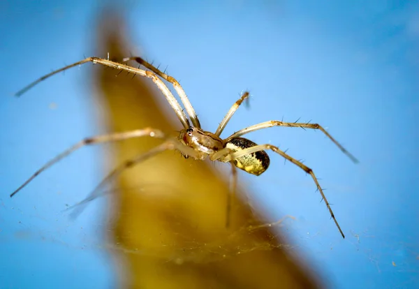 Podrobnosti Pavoukovi — Stock fotografie