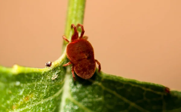 Macro Ácaro Rojo Una Hoja —  Fotos de Stock