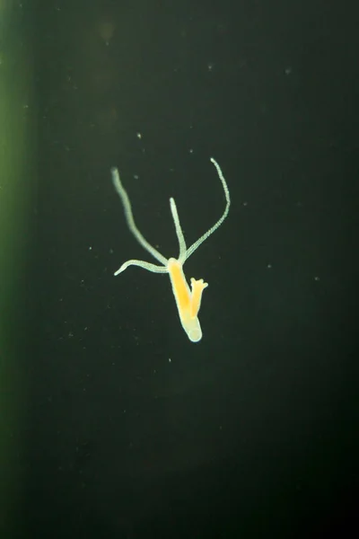 Ύδρα Είναι Ένα Γένος Μικρών Ζώων Του Είδους Phylum Cnidaria — Φωτογραφία Αρχείου
