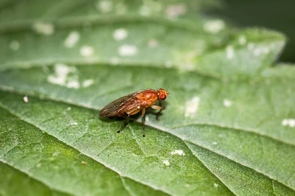 Une Mouche Sur Une Plante — Photo