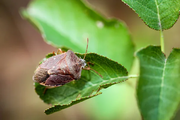Insecto Escarabajo Una Planta — Foto de Stock