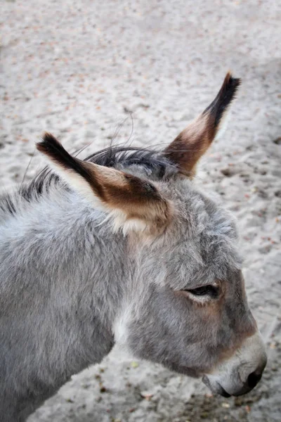 Retrato Burro — Foto de Stock