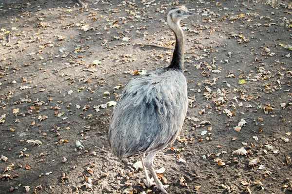 Portrait Emu — Stock Photo, Image