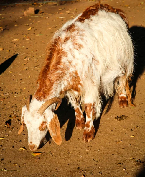 Close Goat Sheep — ストック写真