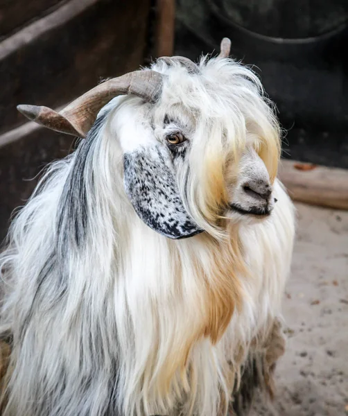 Gros Plan Une Chèvre Mouton — Photo