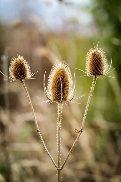 Bauschöne Botanische Aufnahme Natürliche Tapete — Stockfoto