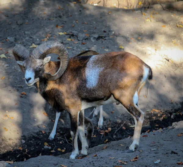 Close Goat Sheep — стоковое фото