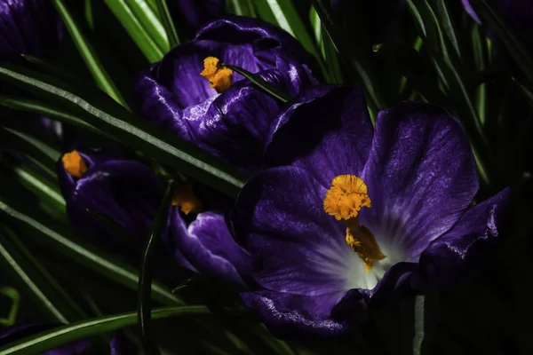 Krokus Ungu Kelopak Bunga Musim Semi — Stok Foto