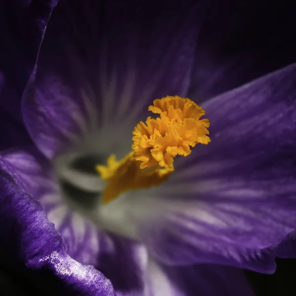 Crocus Crocus Virágok Tavaszi Virágszirmok — Stock Fotó