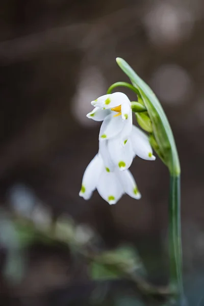 Fiori Bucaneve Primaverili Flora — Foto Stock