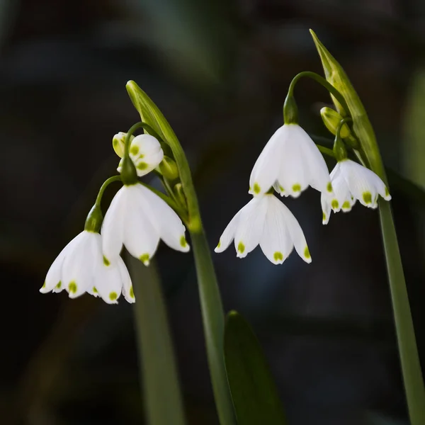 Gouttes Neige Première Fleur Printemps — Photo