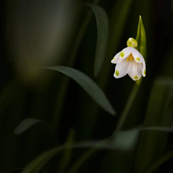Bianco Primavera Bucaneve Fiori Flora — Foto Stock