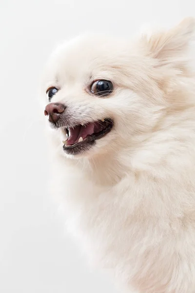 Perro Pomeraniano Blanco Enojado — Foto de Stock