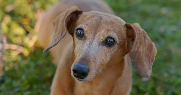 Kameraya Bakarak Dachshund Köpek — Stok fotoğraf