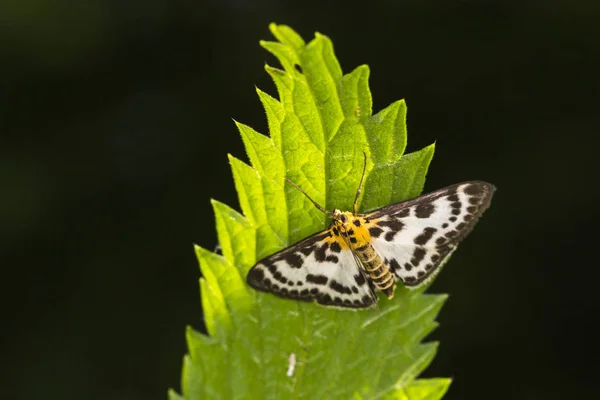 Une Petite Pie Sur Une Ortie Piquante — Photo