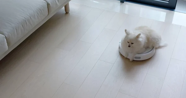 Pomeranian Dog Κάθονται Ρομποτική Ηλεκτρική Σκούπα Διαφάνειες Όλο Δωμάτιο — Φωτογραφία Αρχείου