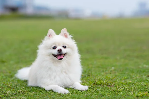 Cão Pomerânia Parque — Fotografia de Stock