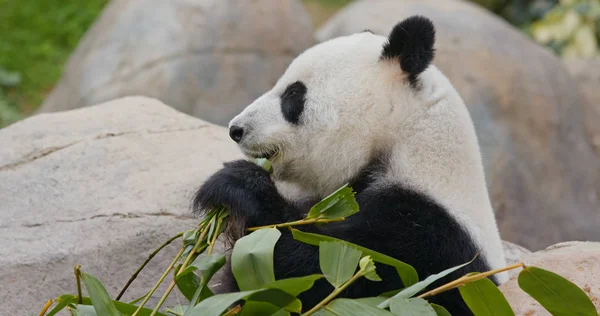 Oso Panda Blanco Negro —  Fotos de Stock