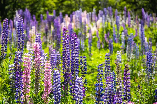 Campo Com Plantas Floridas Violeta — Fotografia de Stock