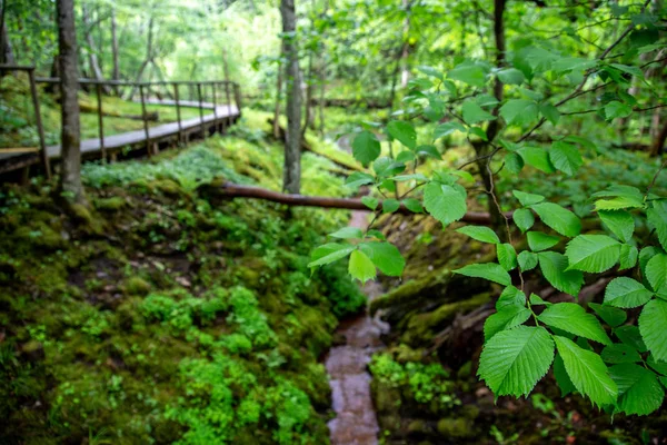 Puente Madera Bosque Verde Hermosas Hojas Verdes Árboles Bosque Puente — Foto de Stock