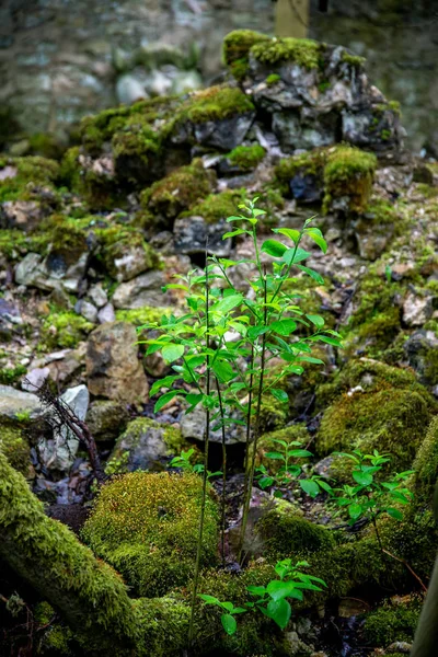 여름에는 초록빛 식물들이 바위들 사이에 있습니다 라트비아의 속에서 이끼로 뒤덮인 — 스톡 사진