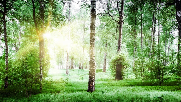 Schönen Sommer Park Natur Landschaft Hintergrund — Stockfoto