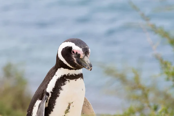 Magellansk Pingvin Från Caleta Valdes Pingvinkoloni Patagonien Argentina Argentinska Vilda — Stockfoto