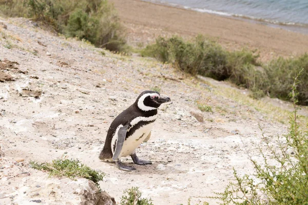 Магелланов Пингвин Колонии Пингвинов Калета Вальдес Патагония Аргентина Дикая Природа — стоковое фото