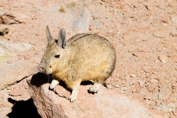 Sydlig Viskacha Från Bolivia Bolivianska Vilda Djur — Stockfoto