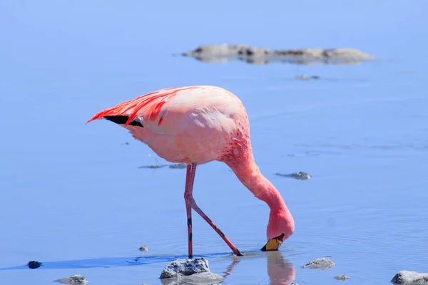 Laguna Hedionda Flamingos Bolivia Andean Wildlife Bolivian Lagoon — Stock Photo, Image