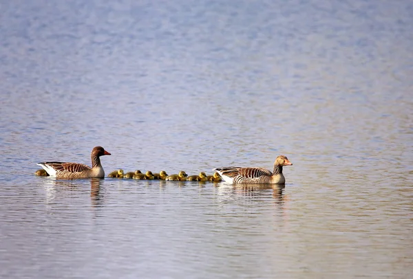 Graue Familie Anser Anser Wagen Bachnieing — Stockfoto