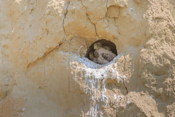 Young Common Kestrel Falco Tinnunculus Sitting Nest — Stock Photo, Image