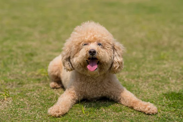 Dog Poodle Deitado Gramado Verde — Fotografia de Stock