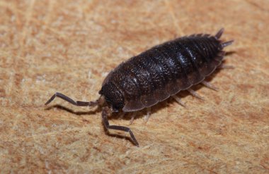 Porcellio scaber, otherwise known as the common rough woodlouse or simply rough woodlouse clipart