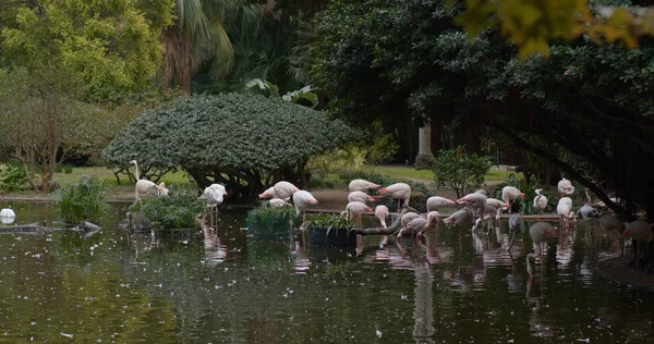 Flamingos Cor Rosa Zoológico — Fotografia de Stock