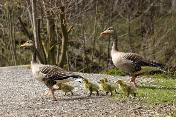 Európai Greylag Goose Csirkékkel — Stock Fotó