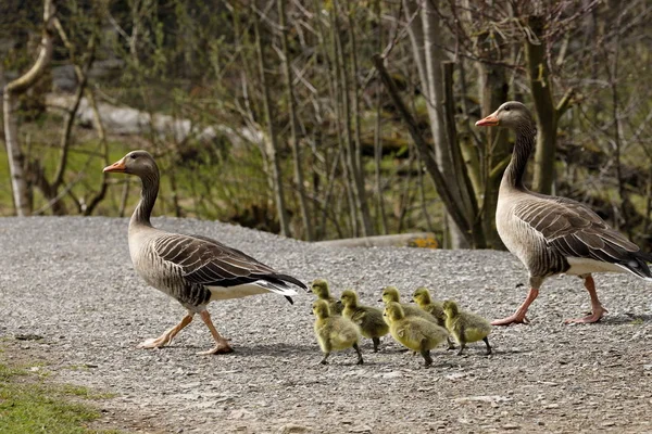 Ganso Greylag Europeu Com Filhotes — Fotografia de Stock