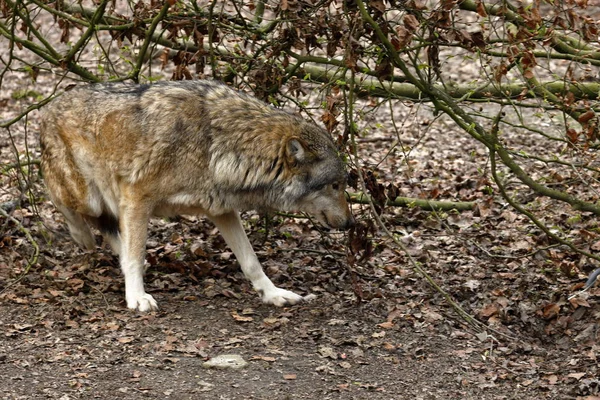 Loup Dans Forêt — Photo