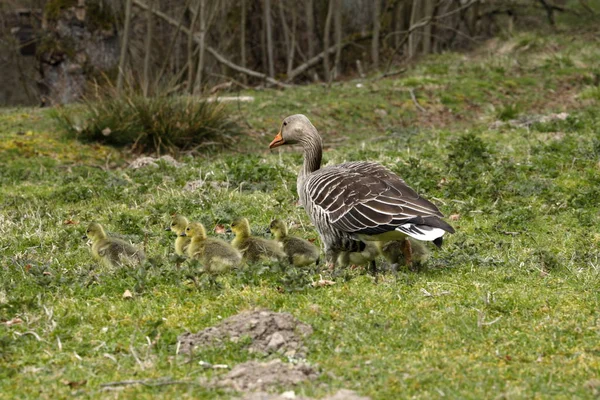 Ganso Greylag Europeo Con Los Polluelos — Foto de Stock