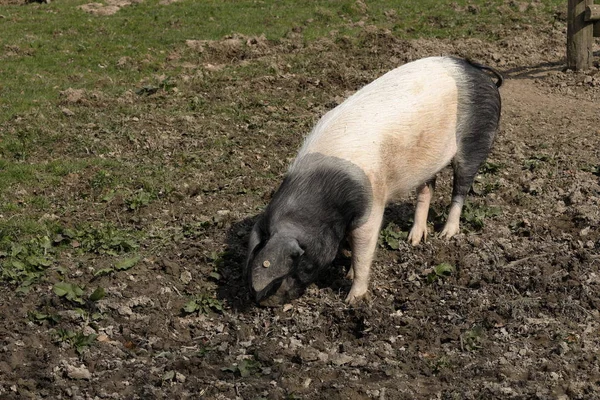 Oud Duits Varken Ras — Stockfoto