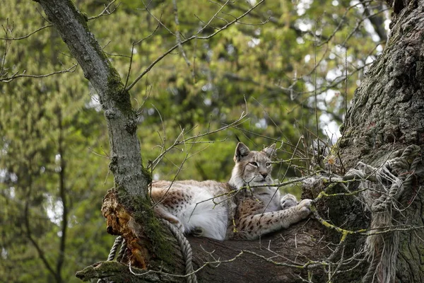 Lince Salvaje Animal Naturaleza Grande Gato — Foto de Stock