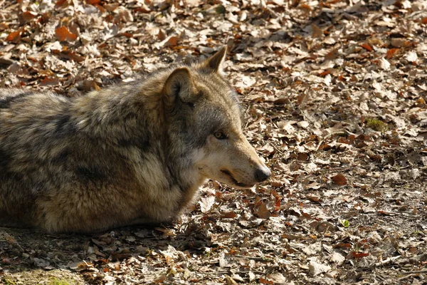 Loup Dans Forêt — Photo