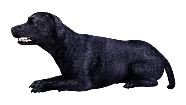 Representación Perro Labrador Negro Aislado Sobre Fondo Blanco — Foto de Stock