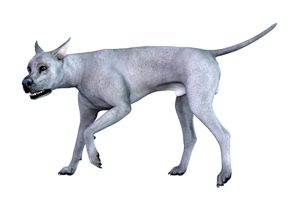 渲染一个蓝色的大丹麦狗隔离在白色背景 — 图库照片