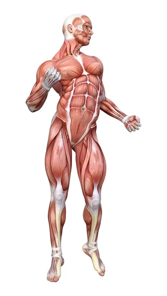 Rendering Male Figure Muscle Maps Isolated White Background — Stock Photo, Image