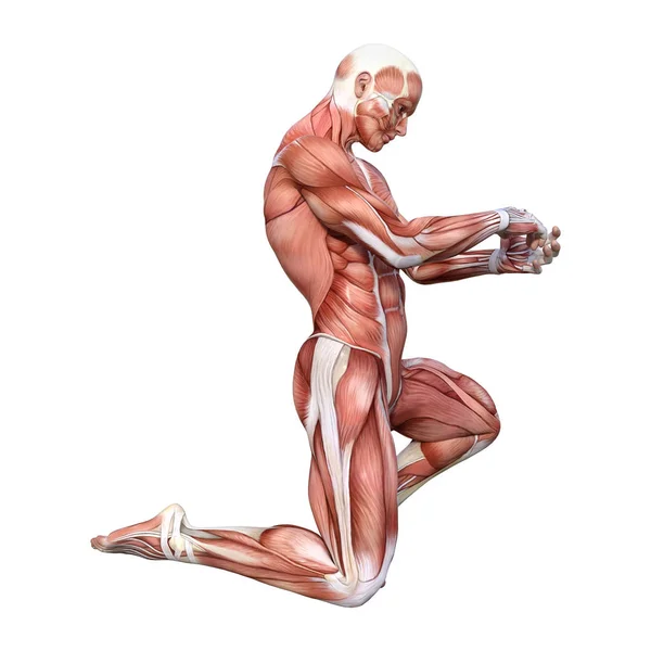 Rendering Male Figure Muscle Maps Isolated White Background — Stock Photo, Image