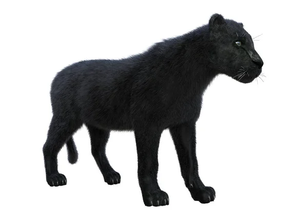 Rendering Black Panther Isolated White Background — Stock Photo, Image