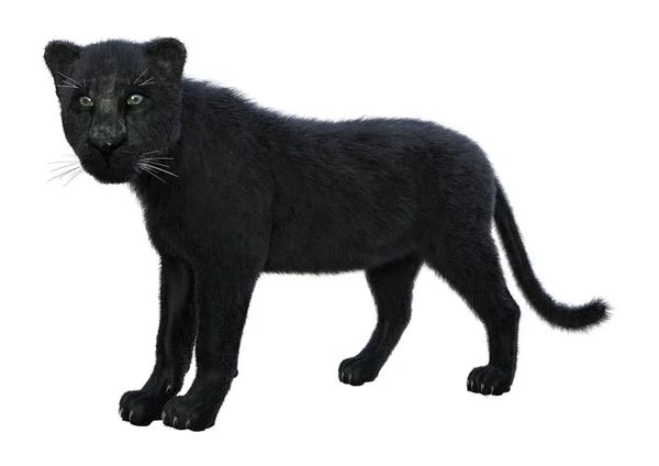 渲染的孤立的白色背景上的黑色豹 — 图库照片