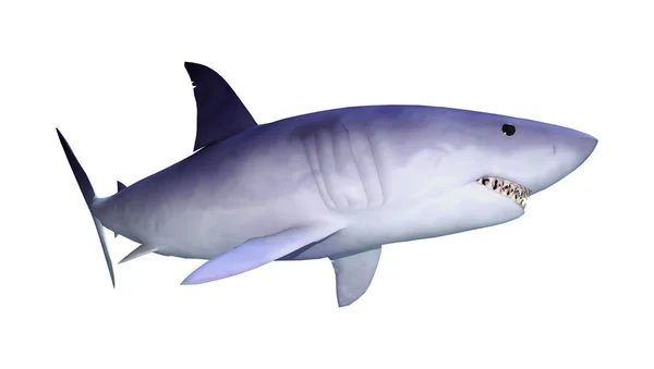 3D渲染以白色背景隔离的鲨鱼 — 图库照片